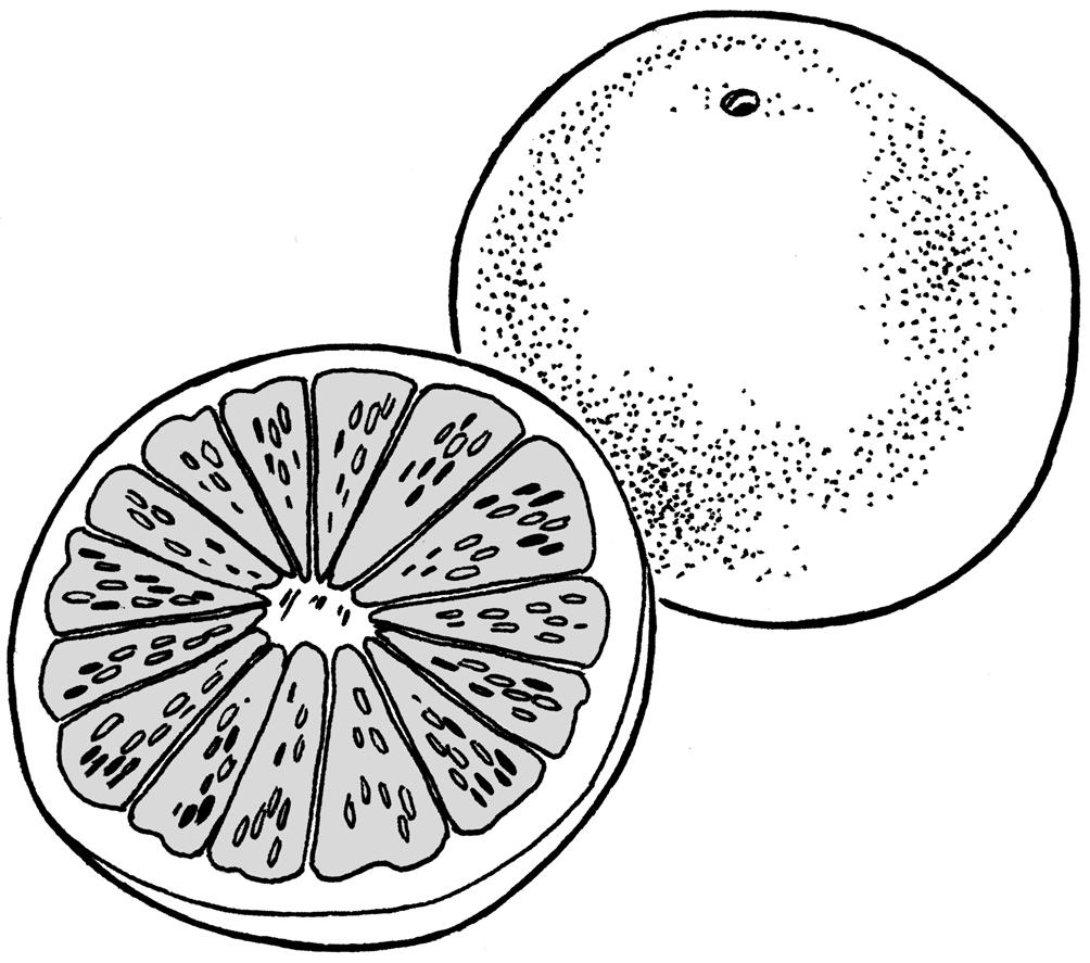 fruit grapefruit